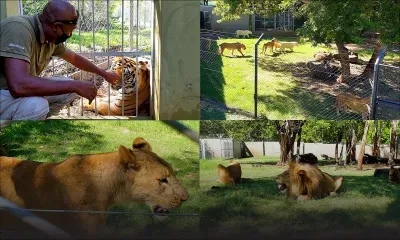 Casela à l'heure du confinement : les félins profitent de leur oasis de liberté 