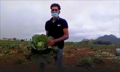 Saint-Pierre : des voleurs pillent une plantation de choux pendant trois jours consécutifs