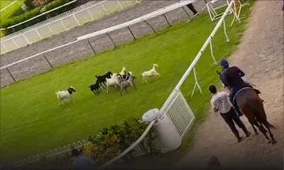 Champ-de-Mars : des chèvres volent la vedette aux chevaux