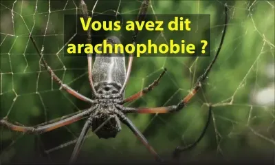 Vous avez dit arachnophobie ?