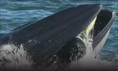 Insolite : un plongeur avalé par une baleine qui le recrache au bout de plusieurs longues secondes