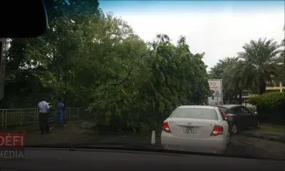 Tempête Fakir : des chutes d’arbres signalées sur de nombreuses routes