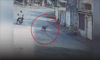 Des singes attaquent des villageois en Inde