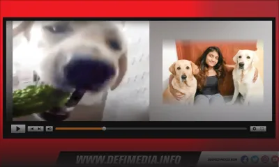 [Insolite] Sultan, le labrador de Palma qui croque le margoze à pleines dents