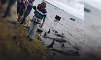 [En images] Dauphins échoués : scènes de désolation dans le Sud-Est
