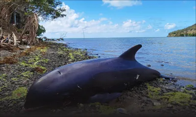 Sud-Est : 17 dauphins morts, selon un bilan à 16h30