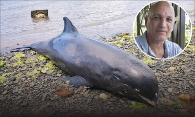 Dauphins échoués : ils auraient probablement été désorientés, selon Hugues Vitry