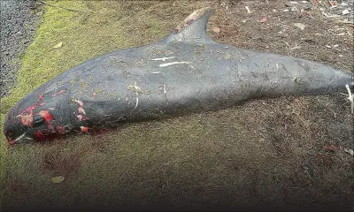 Plusieurs traces de morsures de requins sur des dauphins échoués, selon l'Albion Fisheries Research Centre 