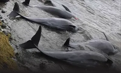 Bilan à midi : 37 dauphins morts retrouvés depuis mercredi