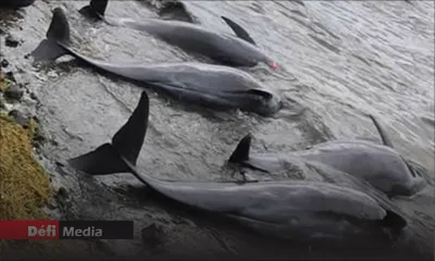 Court of Investigation sur le naufrage du MV Wakashio: les dauphins « sont morts des suites de lésions au niveau des tissus »