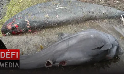 Dauphins morts : la piste des attaques de requins écartée par des scientifiques
