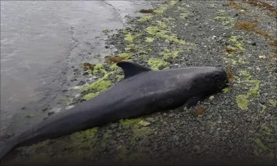 Dauphins échoués : la thèse de désorientation privilégiée