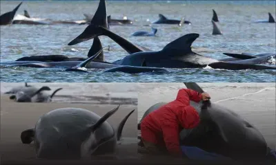 [En images] Mort de 380 cétacés coincés dans une baie en Tasmanie, selon un bilan des sauveteurs