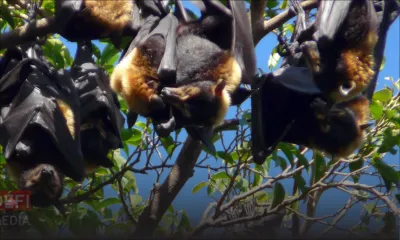 Chauves-souris : l’abattage reprend