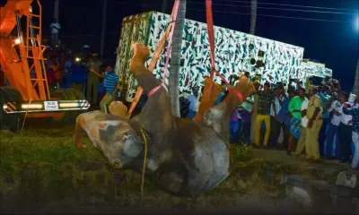 Sauvetage éléphantesque en Inde