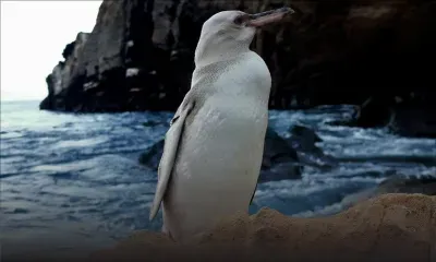Equateur : Un "rare" pingouin blanc découvert dans l'archipel des Galapagos