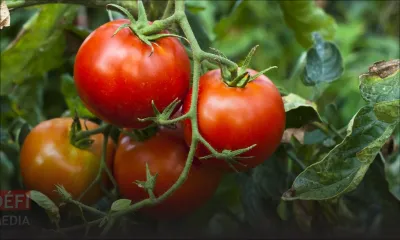 Un virus nuisible aux pommes d’amour détecté