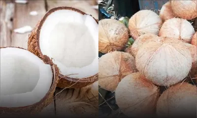 En marge de la fête Maha Shivaratri : AMB fixe le prix de la noix de coco à Rs 30 l’unité