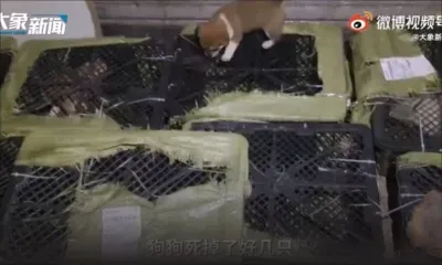 Des colis de chiots: découverte macabre en Chine