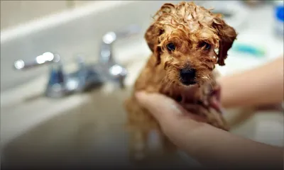 Quand pouvez-vous donner un bain à votre chiot ?