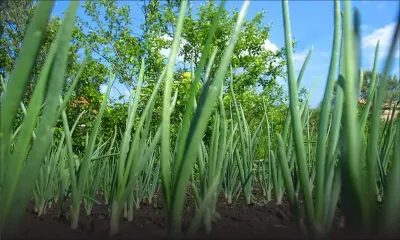 À Pont-Lardier : Rs 10 000 de queues d'oignons volées