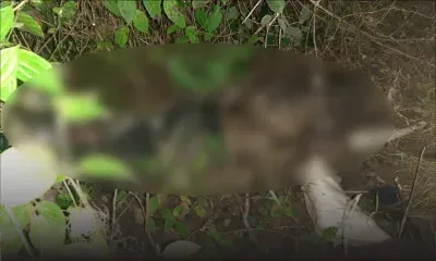 Rose-Belle : un cadavre découvert sur un terrain en friche 