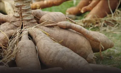 500 kg de manioc volés à Banane