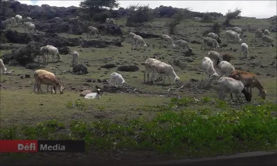 Fièvre aphteuse affectant le bétail : plus de 25 000 têtes vaccinées