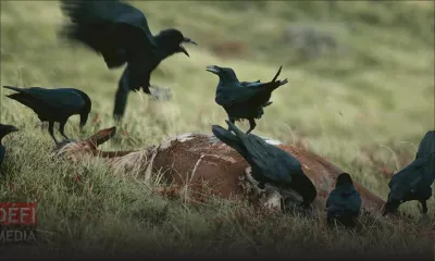 Démarrage d’une campagne pour le contrôle des corbeaux