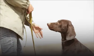 L’élevage de chiens de race : Les propriétaires de molosses doivent les éduquer, plaide un 'dog trainer' 