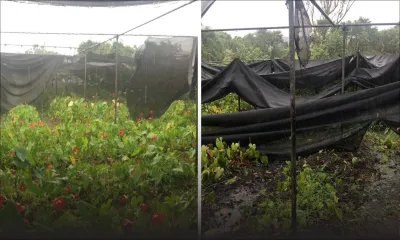 Culture d’anthurium : des dégâts de plus de Rs 600 000 dans la serre de la famille Dorasami