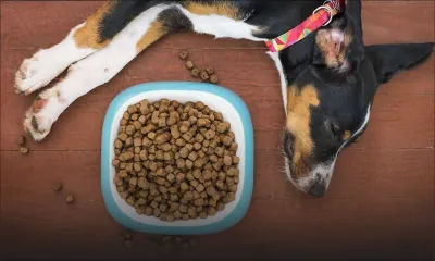 Aliments pour animaux de compagnie : les prix en hausse