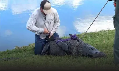 Une femme de 85 ans tuée par un alligator en Floride