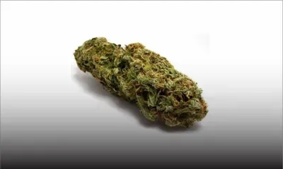 Drogue : un suspect de 23 ans arrêté avec 543 grammes de cannabis