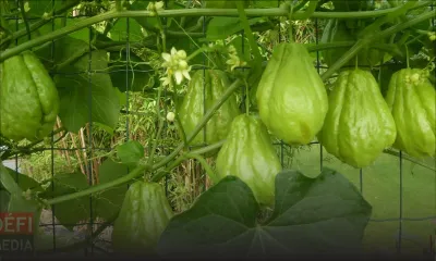 Au marché : le prix du chouchou a atteint Rs 60 le demi-kilo