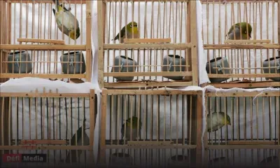 Aéroport de Plaisance : arrestation d’un homme pour importation illégale d'oiseaux