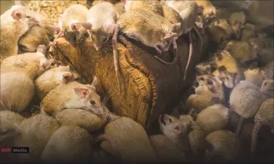 «Au Cœur de l’Info» : Leptospirose : quelle stratégie pour venir à bout des rats ?