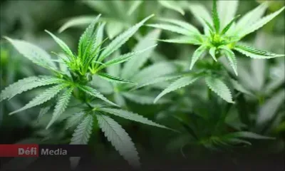 Quatre-Bornes : grosse saisie de cannabis