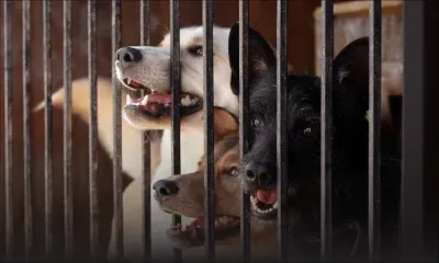 3 employés de la MSAW responsables de la mort de 808 chiens : Shakeel Mohamed déplore l’inaction du ministère de l’Agro-industrie 