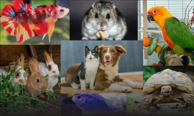 Bénédiction des animaux de compagnie à la Cathédrale Saint-Louis ce samedi