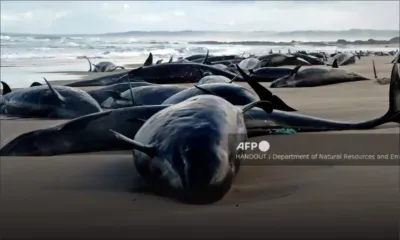 Australie : Plus de 150 dauphins échouent sur une plage de Tasmanie