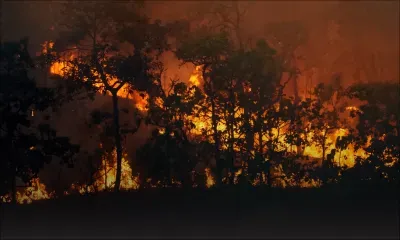 La destruction des forêts tropicales à un niveau record, sous l'effet des incendies