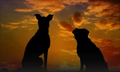 Crève-Cœur : enquête sur des morts suspectes de chiens