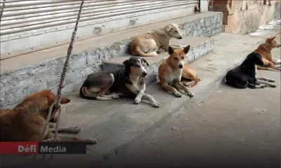 Chiens errants à Maurice : la MSAW intensifie ses actions sur le terrain
