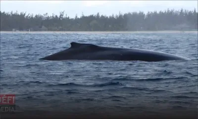 Protection des baleines et dauphins : possible amendement des règlements 