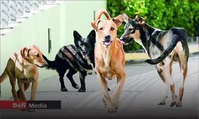 Enregistrement des chiens : un service de transport mis à la disposition du public