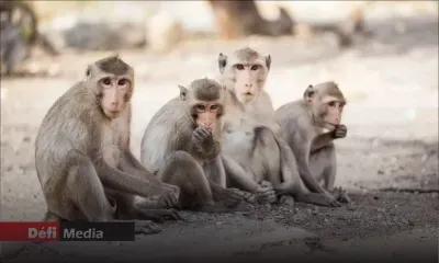 Affaire des macaques saisis : Hammerhead International Ltd ne lâche pas prise