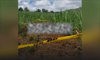 Rivière-des-Créoles : un cadavre retrouvé dans un champ de canne