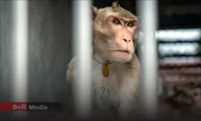 Les Etats-Unis veulent limiter l'utilisation de singes par la recherche