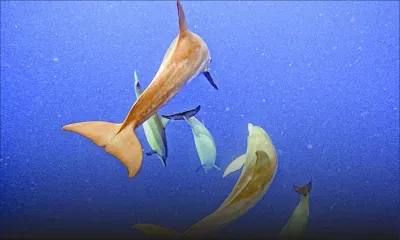 Observation de dauphins et baleines : l’envers du décor